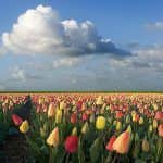tulipánerdő