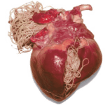 szívféreg