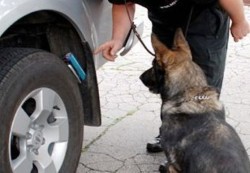 rendőrségi kutya