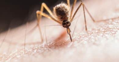 Merész ötlet: 750 millió génmódosított szúnyogot engednek szabadjára
