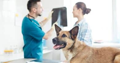 Fontos tudnivalók a kutyák csípődiszplázia betegségéről