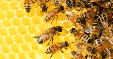 Az óvodásokat is bevonja a méhek megmentésébe a Tehetsz méh többet! kampány