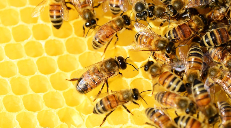 Az óvodásokat is bevonja a méhek megmentésébe a Tehetsz méh többet! kampány