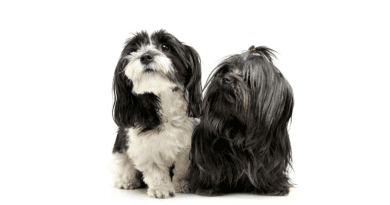 Röntgenfényben a kistestű kutyák sántulásával fenyegető bajok