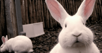 Húsvéti NyusziSTOP-ot kérnek az állatvédők – tudatos vásárlás, felelős állattartás
