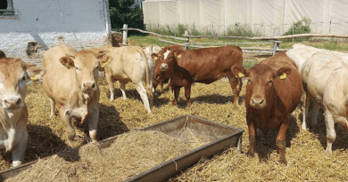 Szarvasmarhákat árverez a NAV
