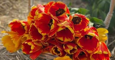 TulipGarden Dunakanyar, egy különleges virág-világ