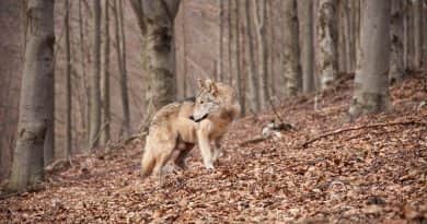Már Nógrádban csatangol a „svájci” farkas