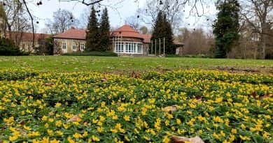 Több ezer nárcisz virágzik a vácrátóti Nemzeti Botanikus Kertben