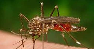A lakosság segítségét kérik a kutatók az inváziós csípőszúnyogok terjedésének megfigyeléséhez