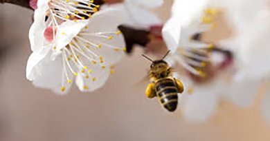Hogyan segíthetünk a méheken? – A méhek tömeges pusztulását okozza, aki virágzó fát permetez