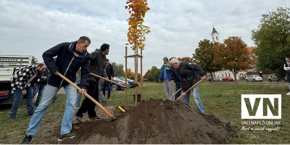 idősekfájaültetésvn