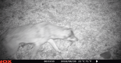 Szenzációs éjszakai fotó készült: képen az első börzsönyi farkas!