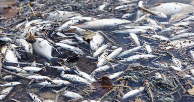 Szombatig marad a hőség: pusztulnak a halak, romlik az atomerőmű hatásfoka