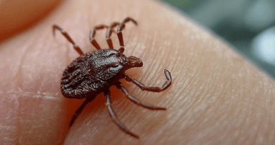 Eltűnhet a Lyme-kór az országból