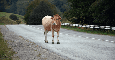 Gyorshír: kóborló állatokkal találkozhatnak az autósok