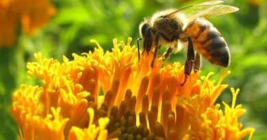 Szigorú határidőre figyelmeztetik a méhészeket
